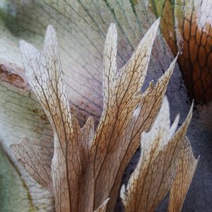 SM - FOLHAS TRANSPARENTES 11