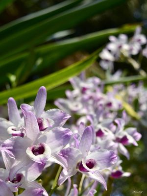 JARDIM DAS ORQUÍDEAS