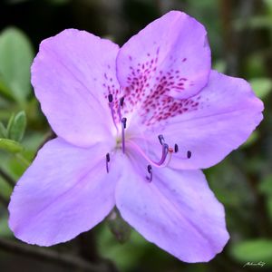 ÚNICA FLOR LILÁS