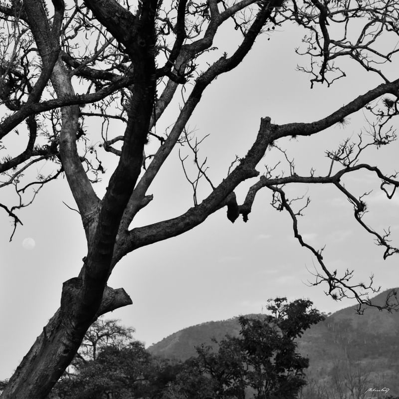 FIM DE TARDE NO CAMPO (PB)
