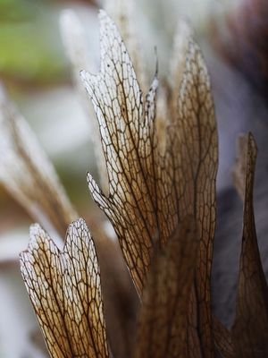 SM - FOLHAS TRANSPARENTES 03