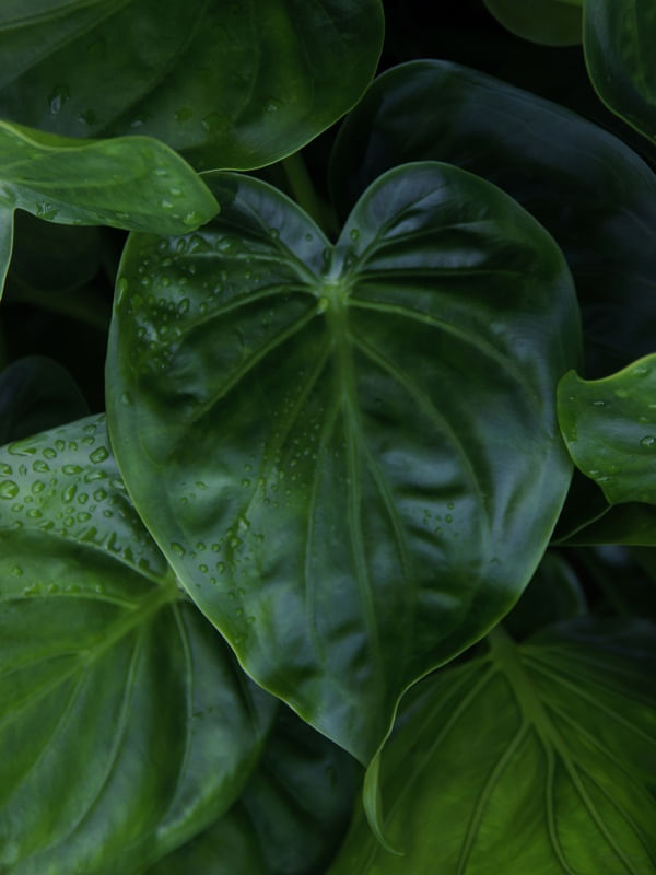SM - FOLHAS VERDES 02