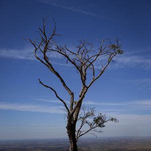 SM - ÁRVORE DO CERRADO 27