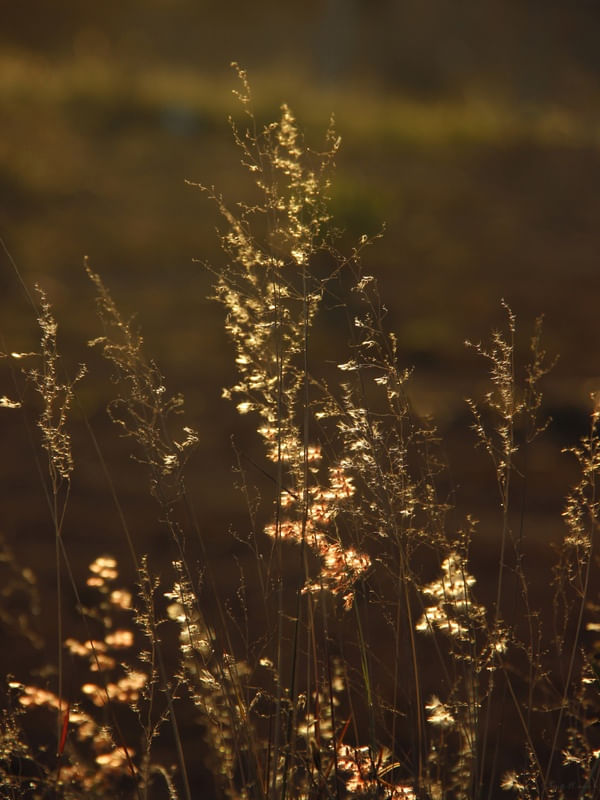 SM - FLORES AO CREPÚSCULO 01