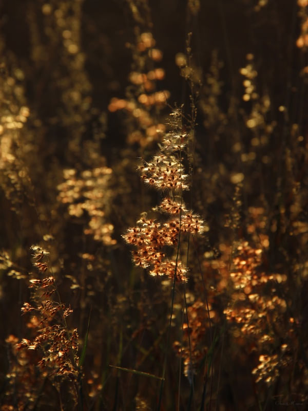 SM - FLORES AO CREPÚSCULO 02