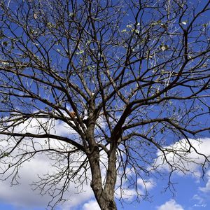 ÁRVORE DO CÉU