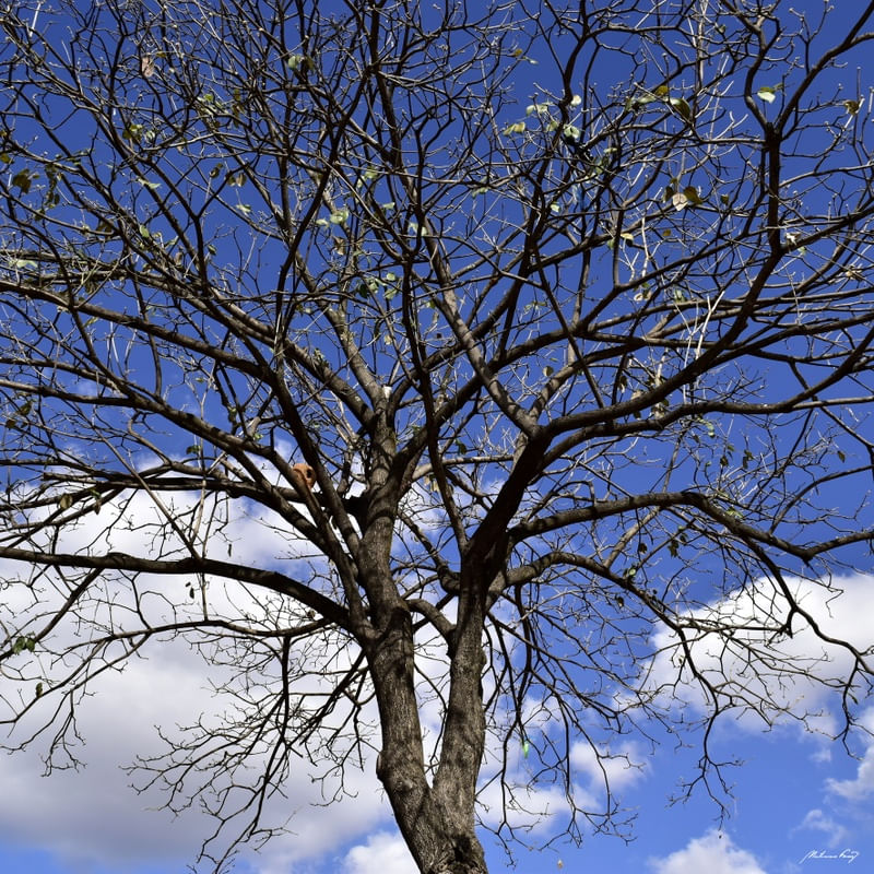 ÁRVORE DO CÉU