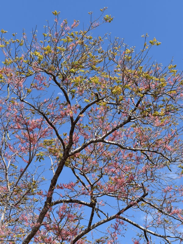 TONS DA NATUREZA