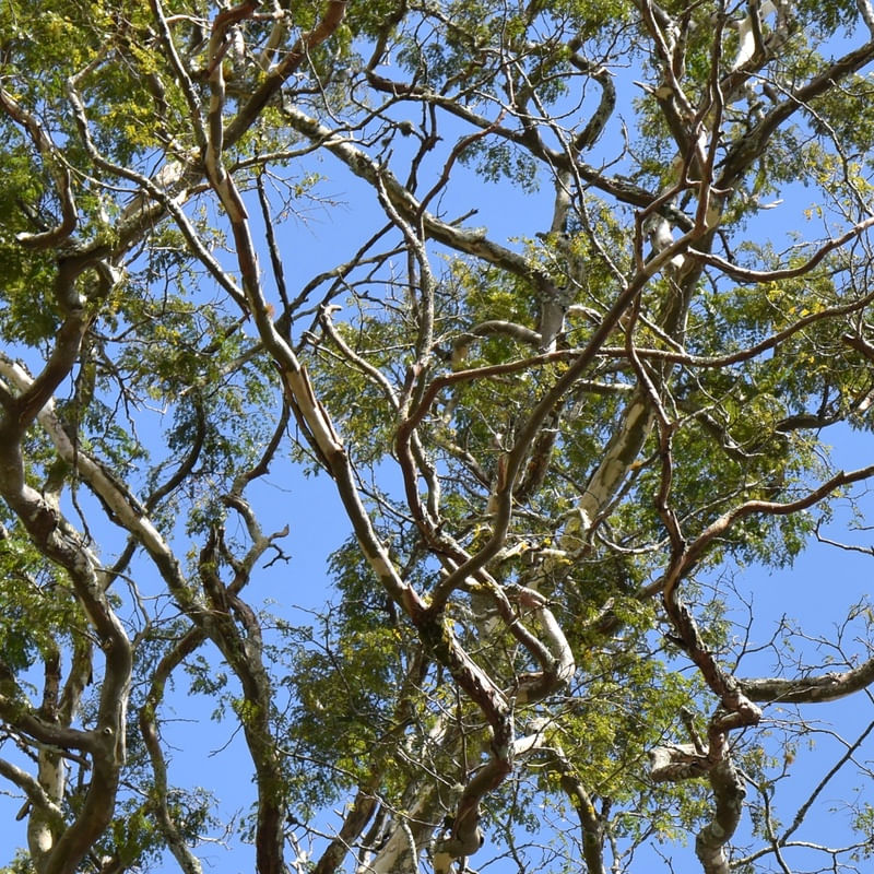 NATUREZA (POLÍPTICO 1-6)