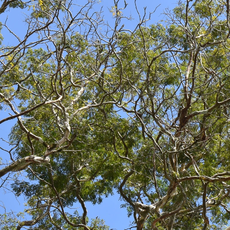 NATUREZA (POLÍPTICO 2-6)
