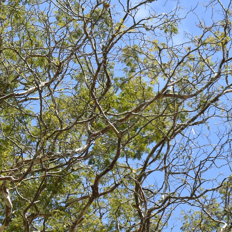 NATUREZA (POLÍPTICO 3-6)