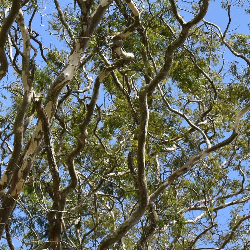NATUREZA (POLÍPTICO 4-6)