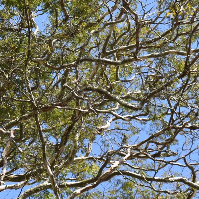NATUREZA (POLÍPTICO 6-6)