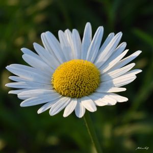 ÚNICA MARGARIDA