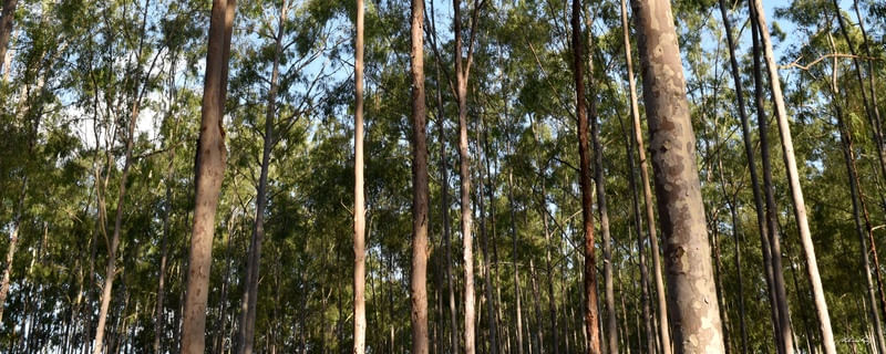 PARQUE DOS EUCALIPTOS