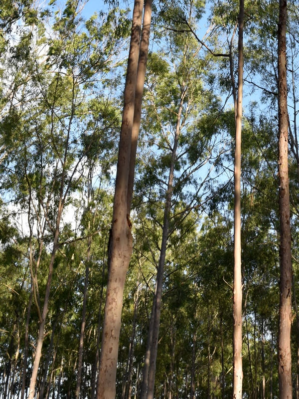 PARQUE DOS EUCALIPTOS (DÍPTICO 1-2)