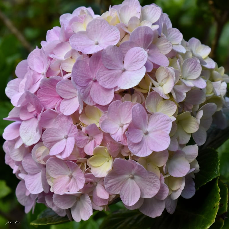 FLORES DE HORTÊNSIA