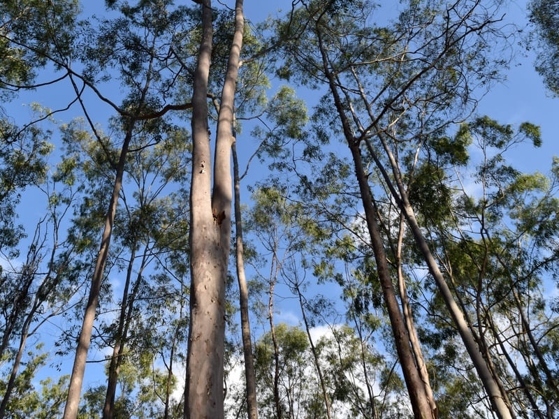 PARQUE DOS EUCALIPTOS - II