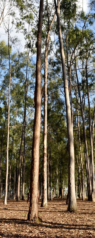PARQUE DOS EUCALIPTOS - III