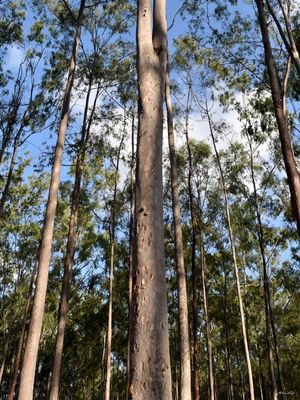PARQUE DOS EUCALIPTOS - IV