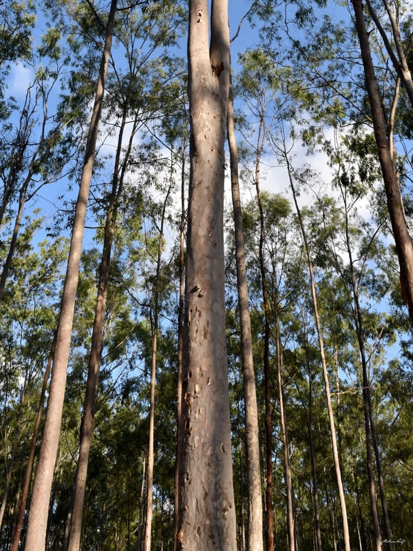 PARQUE DOS EUCALIPTOS - IV