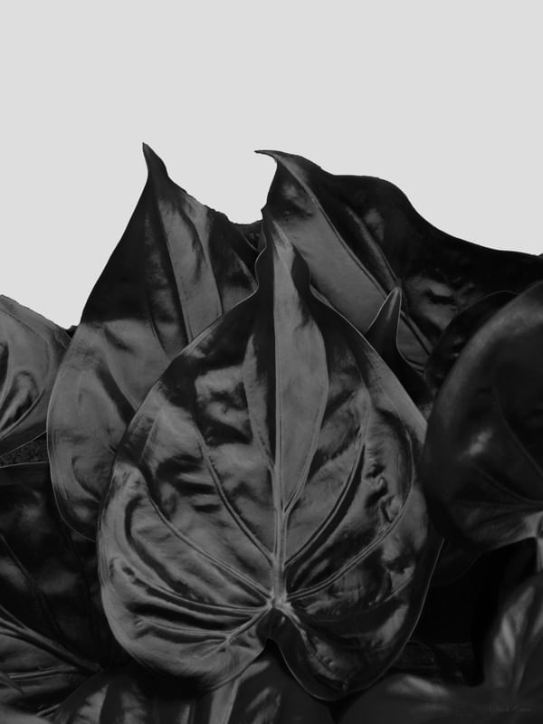 SM - FOLHAS NEGRAS 12