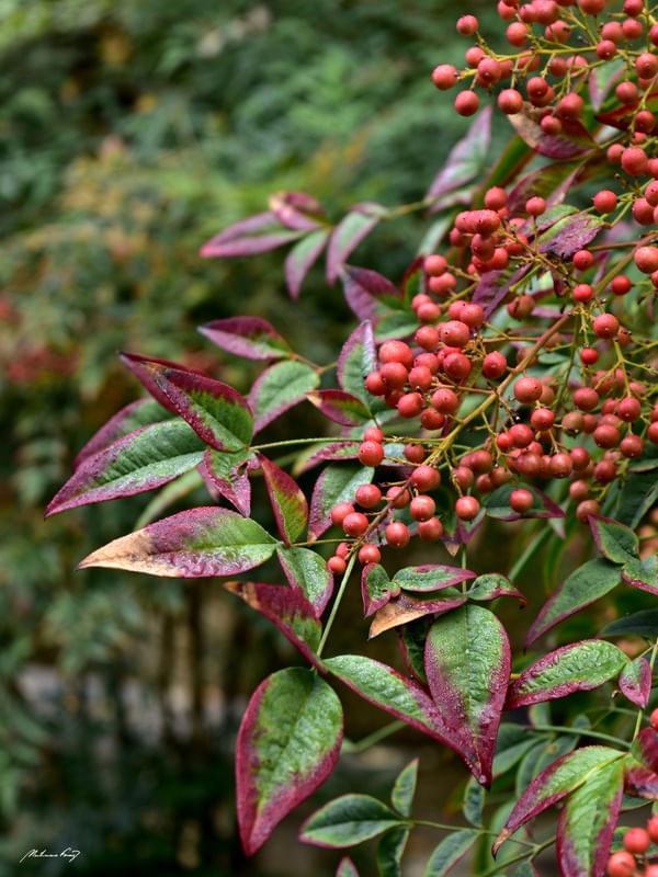 NATUREZA EM VERDE E VERMELHO
