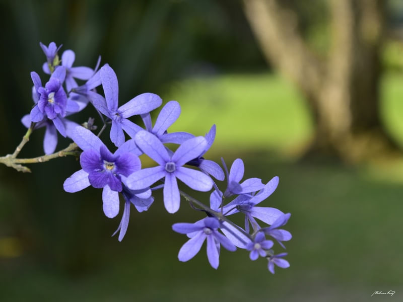 NATUREZA LILÁS
