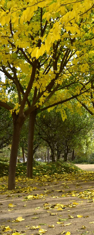 OUTONO VERDE E AMARELO (TRÍPTICO 1-3)