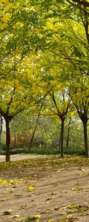 OUTONO VERDE E AMARELO (TRÍPTICO 2-3)