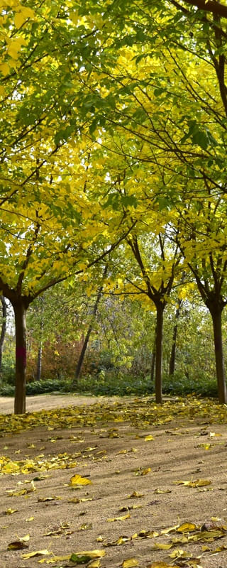 OUTONO VERDE E AMARELO (TRÍPTICO 2-3)