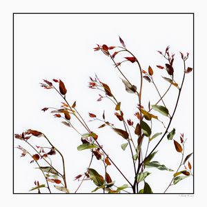 SM - FLORES DELICADAS 01