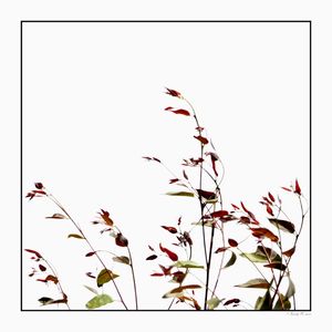 SM - FLORES DELICADAS 02