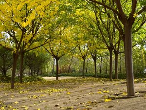 OUTONO VERDE E AMARELO