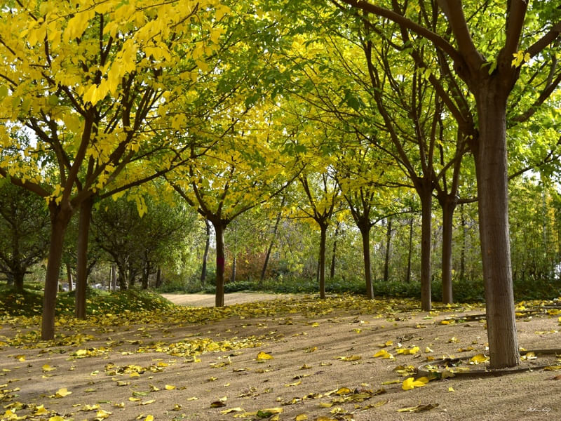 OUTONO VERDE E AMARELO
