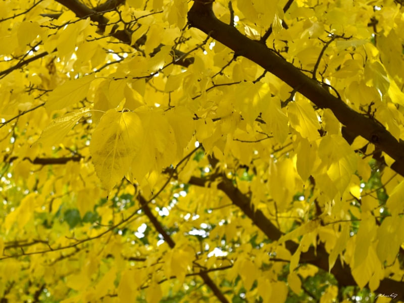 AMARELO EM FOLHAS