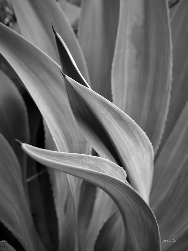 CURVAS E NUANCES (PB)