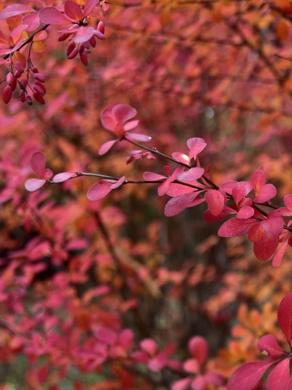CORES DO JARDIM (DÍPTICO 1-2)