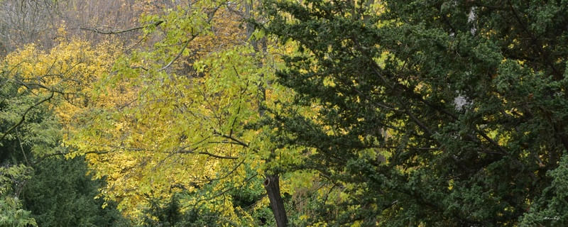 CORES DA FLORESTA