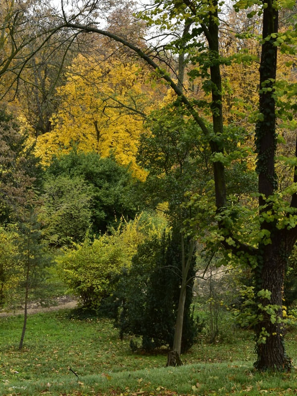 NUANCES DA FLORESTA