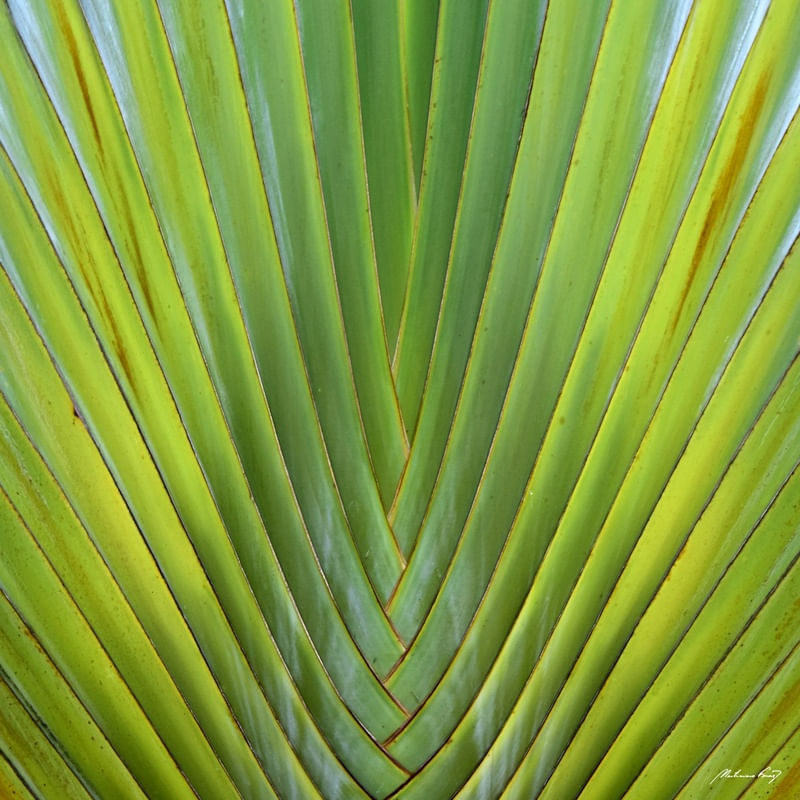 OBRA DA NATUREZA