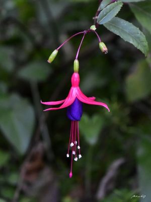 BRINCO-DE-PRINCESA
