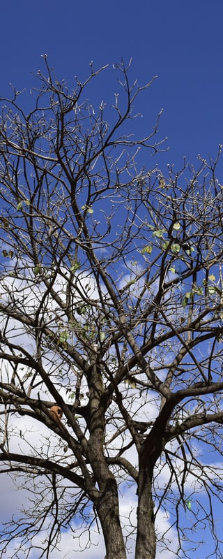 ÁRVORE E CÉU (TRÍPTICO 2-3)
