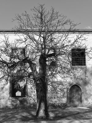 ÁRVORE DO CASTELO