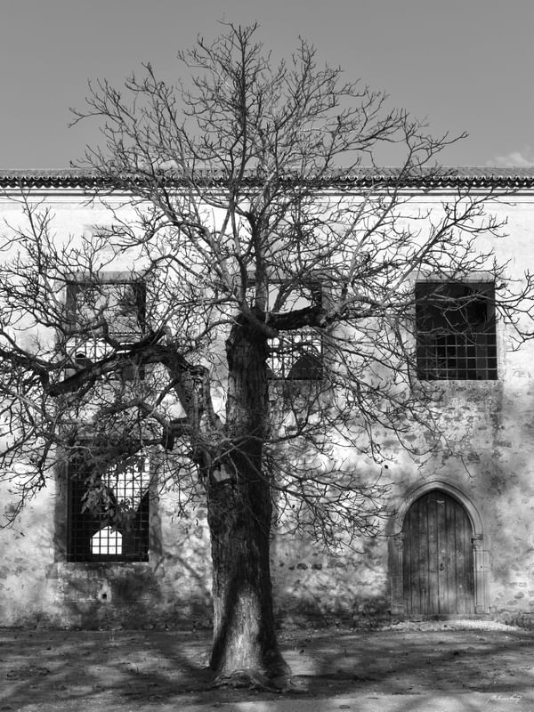 ÁRVORE DO CASTELO