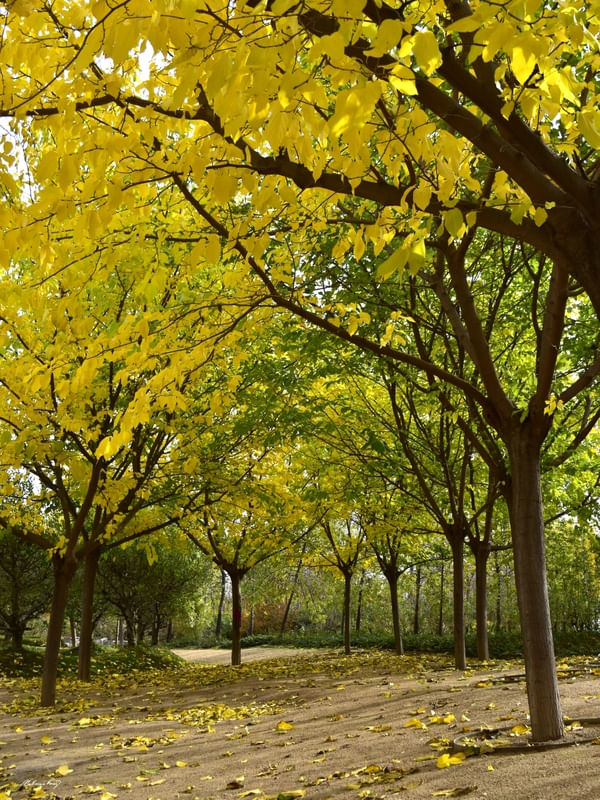 OUTONO NO PARQUE
