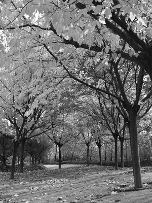 OUTONO NO PARQUE (PB)