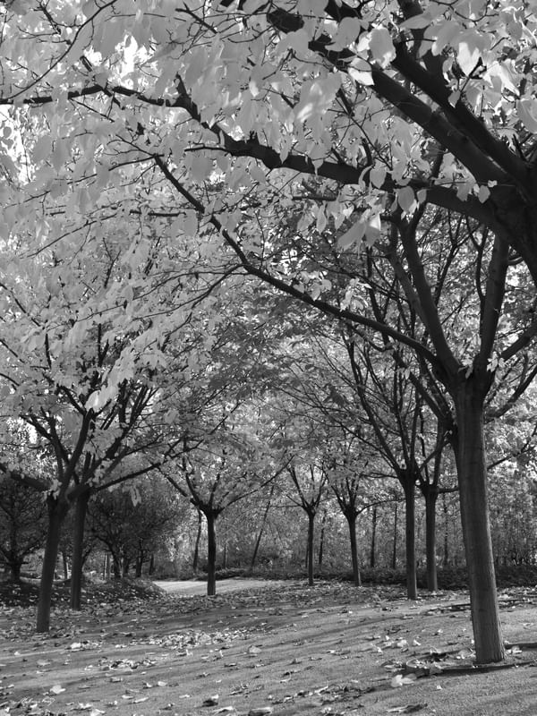 OUTONO NO PARQUE (PB)