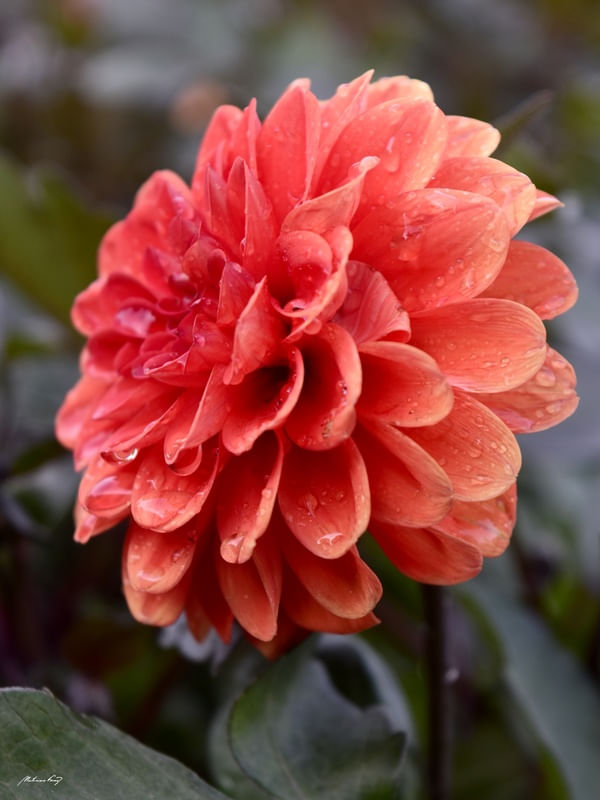 A FLOR DO MEU JARDIM