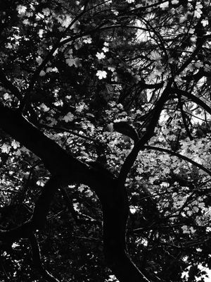LUZ DA FLORESTA (DÍPTICO 1-2) PB